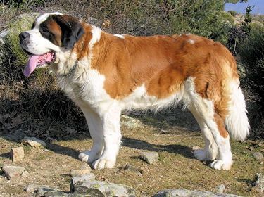 St Bernard - Centerblog St Bernard - Centerblog